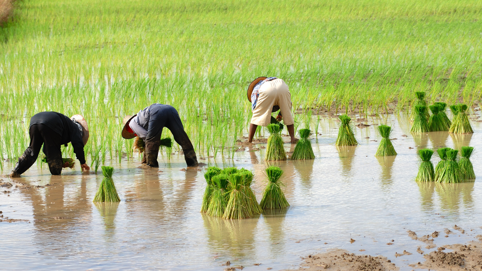 Unmasking the Reality of Global Bonded Labor 